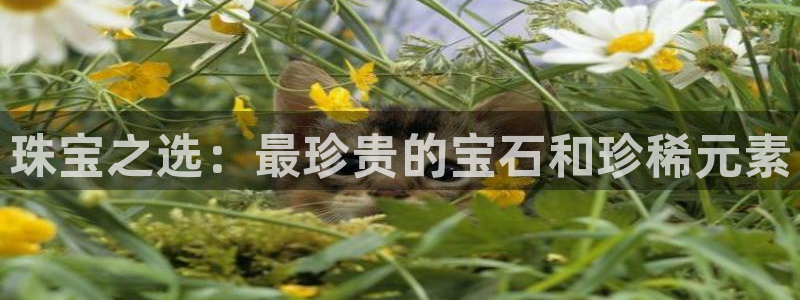 新宝5找找74OOO5：珠宝之选：最珍贵的宝石和珍稀元素