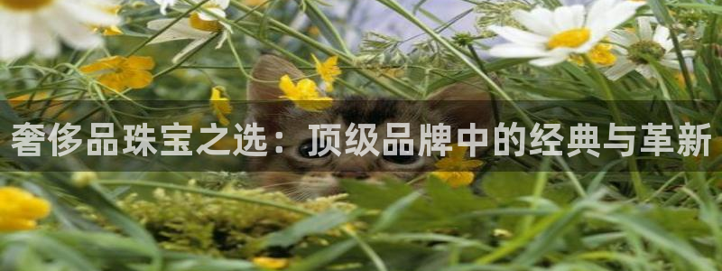 新宝堂新会陈皮5年：奢侈品珠宝之选：顶级品牌中的经典与革新